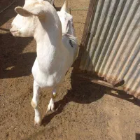 فروش بز دو رگ سانان|حیوانات مزرعه|میبد, |دیوار