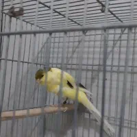 قناری رسمی بلند آماده|پرنده|کرج, استاندارد|دیوار