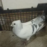 کفتر سبز کلاغ کلاهی|پرنده|کرمان, |دیوار