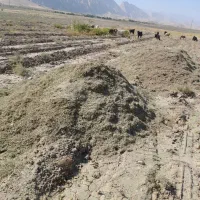 کاه لوبیا|لوازم جانبی حیوانات|دره شهر, |دیوار