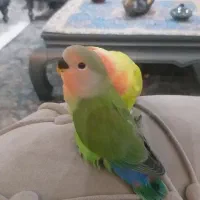 فروش جوجه طوطی برزیلی ۵عدد