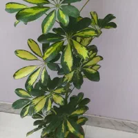 شفلرا فقط. 95