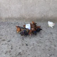 فروش نیمچه خروس و مرغ|حیوانات مزرعه|قم, سراجه (۱۵ خرداد)|دیوار