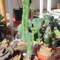 گل خونگی|گل و گیاه طبیعی|دهگلان, |دیوار