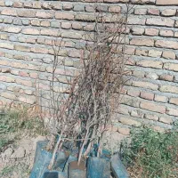 نهال های پیوندی پسته ،بادام،گردو ارقام میوه|خدمات باغبانی و درختکاری|شیراز, نیایش|دیوار