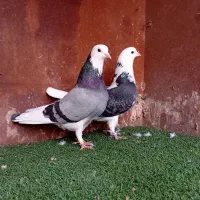 کبوتر بلند پرواز شمال( بندرگز )