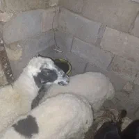 میش و بره  چاق وگیسه ابستن|حیوانات مزرعه|رفسنجان, |دیوار