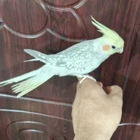 عروس هلندی مولد ماده و قفس پرنده جدا