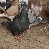 سار هفت رنگ و سار سبز .|پرنده|تایباد, |دیوار