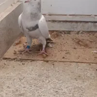 کفتر سار ماده سبزنر و جوجه ساده وپولک