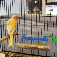 فروش قناری نر|پرنده|فردیس, شهرک شهید حسینی|دیوار