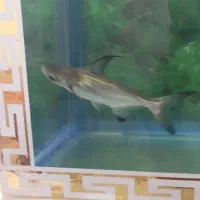 ماهی ردتیل و پهن کوسی شکاری|ماهی|تهران, هاشمی|دیوار