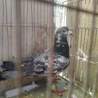 سه عدد پلاکی نر|پرنده|مرودشت, فرهنگ|دیوار