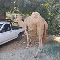 شتر نر ۵ سال