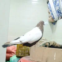 سینلی دورنگ|پرنده|ابهر, |دیوار