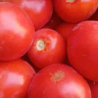 گورجه ولایتی