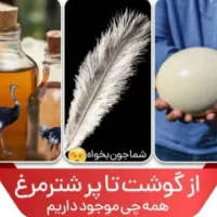 پرنده غازاردک ماهی مرغ شاخداربرهما