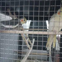 عروس هلندی (جفت)|پرنده|تربتحیدریه, مظفریه|دیوار