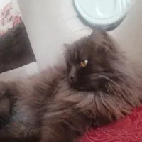 گربه پرشین،قهوه ایی وسفید|گربه|رفسنجان, |دیوار