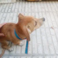 سک نژاد اشپیتز ماده