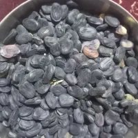 باقلا ایرندگان