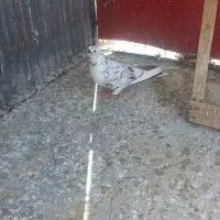 کبوتر گرفته