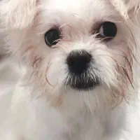 سگ جذاب و مهربون نژاد مالتیز|سگ|شاهرود, |دیوار