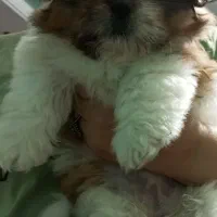 توله سگ شیتزو ماده