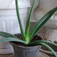 ۱۲ عدد گل آلوورا با گلدان