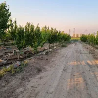 فروش زمین کشاورزی در اسلامشهر علی آبادطپانچه فوری|فروش زمین و ملک کلنگی|تهران, تهرانسر مرکزی|دیوار
