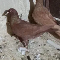 زرد و سرخ جفت نر پرنده زدوخوردی