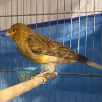 دیوار...قناری نر|پرنده|ملایر, |دیوار