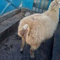 گوسفند ‌شیشک ‌اصل‌مغان‌|حیوانات مزرعه|ارشق, |دیوار