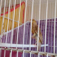 قناری|پرنده|تربت‌حیدریه, داروپخش|دیوار