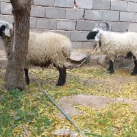 بره گل دم|حیوانات مزرعه|تربتحیدریه, کلاته توکلی|دیوار