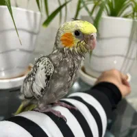 عروس هلندی (گل باقالی)|پرنده|بافق, |دیوار