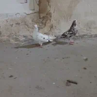 سه‌جفت کبوتر