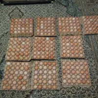 پیش فروش جوجه یک روزه|حیوانات مزرعه|نوشهر, |دیوار