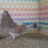 سرور|پرنده|زنجان, |دیوار