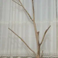 درخت|صنایع دستی و سایر لوازم تزئینی|کردکوی, |دیوار