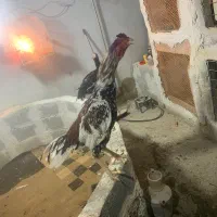 خروس لاری|حیوانات مزرعه|اشنویه, |دیوار