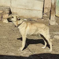 دزدیده شده|حیوانات|انگوران, |دیوار