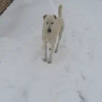 سگ سرابی