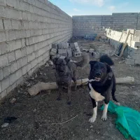 سگ نگهبان و نژاد دار|سگ|عسگران, |دیوار