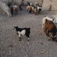 بز زایده|حیوانات مزرعه|نیمروز, |دیوار