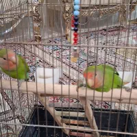 یک جفت طوطی برزیلی  همراه دو جوجه ۵ ماه و ۳ تخم|پرنده|تهران, جیحون|دیوار