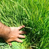 تخم (تیم) چلتیک چمپه