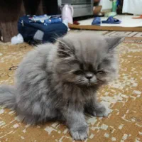 فروش گربه پرشین|گربه|بندرعباس, |دیوار