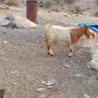 ۱۳عدد دوبر دقولو زا ...توافقی