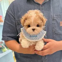 پودل کراس|سگ|تهران, جنت‌آباد مرکزی|دیوار